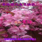 ֹ,ϴ󷨵ӹ編ִʦ𻪵(20)