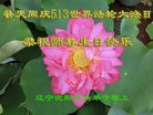 ֹ,󷨵ӹ編ִʦ𻪵(23)