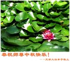 Published on 10/3/2017 ���ֹ�,��½�󷨵��ӹ�ףʦ�������(31��)