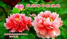 Published on 10/3/2017 ���ֹ�,��½�󷨵��ӹ�ףʦ�������(39��)