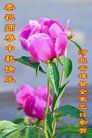 Published on 10/3/2017 ���ֹ�,��½�󷨵��ӹ�ףʦ�������(39��)