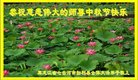 Published on 10/2/2017 ���ֹ�,��½�󷨵��ӹ�ףʦ�������(32��)