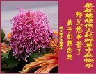 Published on 10/2/2017 ���ֹ�,��½�󷨵��ӹ�ףʦ�������(28��)