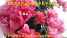 ֹ,ɹŴ󷨵ӹףʦ(16)