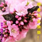 ֹ,󷨵ӹףʦ(20)