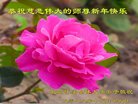 ֹ,󷨵ӹףʦ(19)