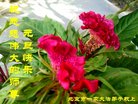 ֹ,󷨵ӹףʦ(21)