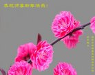 ֹ,żҿڴ󷨵ӹףʦ(23)