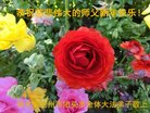 ֹ,ӱ󷨵ӹףʦ(23)