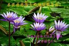 ֹ,ɹŴ󷨵ӹףʦ(30)