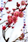 ֹ,󷨵ӹףʦ(24)