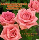 ֹ,󷨵ӹףʦ(26)