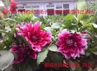 ֹ,ӱ󷨵ӹףʦ(35)
