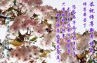 ֹ,󷨵ӹףʦ(19)