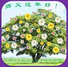 ֹ,󷨵ӹףʦ(19)