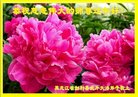 ֹ,󷨵ӹףʦ(19)