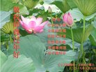ֹ,󷨵ӹףʦ(19)