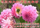 ֹ,ɶ󷨵ӹףʦ(19)