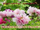 ֹ,󷨵ӹףʦ(20)