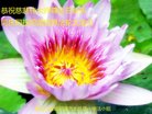 ֹ,󷨵ӹ編ִʦ𻪵(19)