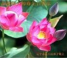 ֹ,Ϫ󷨵ӹ編ִʦ𻪵(22)