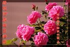 ֹ,󷨵ӹ編ִʦ𻪵(18)