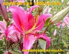 ֹ,󷨵ӹ編ִʦ𻪵(18)