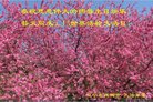 ֹ,󷨵ӹ編ִʦ𻪵(21)