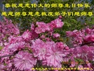 ֹ,󷨵ӹ編ִʦ𻪵(21)