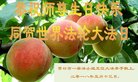 ֹ,󷨵ӹ編ִʦ𻪵(19)