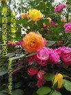 ֹ,ʯׯ󷨵ӹ編ִʦ𻪵(26)