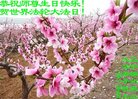 ֹ,ݴ󷨵ӹ編ִʦ𻪵(24)