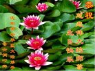 ֹ,󷨵ӹ編ִʦ𻪵(20)
