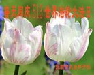 ֹ,󷨵ӹ編ִʦ𻪵(19)