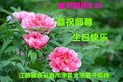 ֹ,մ󷨵ӹ編ִʦ𻪵(22)