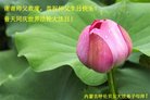 ֹ,ɹŴ󷨵ӹ編ִʦ𻪵(20)