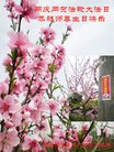 ֹ,󷨵ӹ編ִʦ𻪵(19)