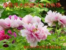 ֹ,󷨵ӹ編ִʦ𻪵(18)