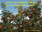 ֹ,󷨵ӹףʦ(18)