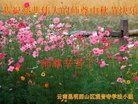 ֹ,ϴ󷨵ӹףʦ(19)