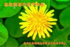 ֹ,󷨵ӹףʦ(12)