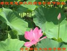 ֹ,ʯׯ󷨵ӹףʦ(20)