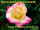 ֹ,ʯׯ󷨵ӹףʦ(20)