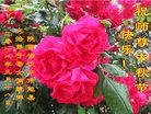 ֹ,󷨵ӹףʦ(19)