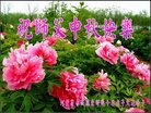 ֹ,żҿڴ󷨵ӹףʦ(19)