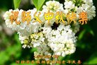 ֹ,żҿڴ󷨵ӹףʦ(19)