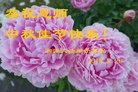 ֹ,ϴ󷨵ӹףʦ(25)