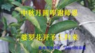 ֹ,󷨵ӹףʦ(20)