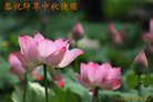 ֹ,󷨵ӹףʦ(22)