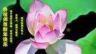 Published on 1/26/2017 ֹ,½󷨵ӹףʦ(26)